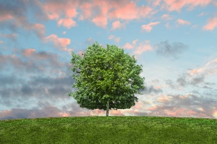 A lone tree stands against the backdrop of a gloomy skyline