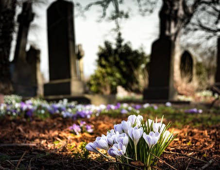 A peaceful cemetery with lavender flowers adding color and calmness