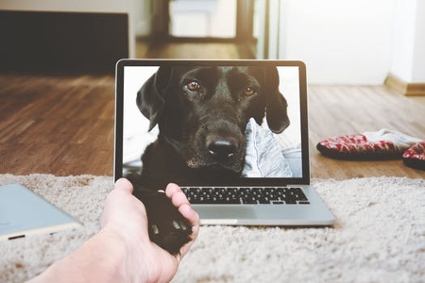 A person holds a dog’s collar with emotion while looking at its photo on a laptop screen