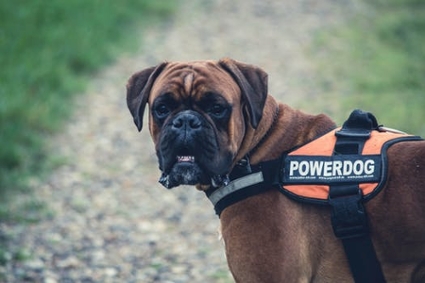 Small brown pug wearing a tag on its back marked “power dog”