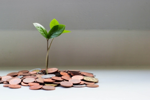 A small, green sprout grows from a stack of coins